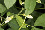 Apalachicola wild indigo